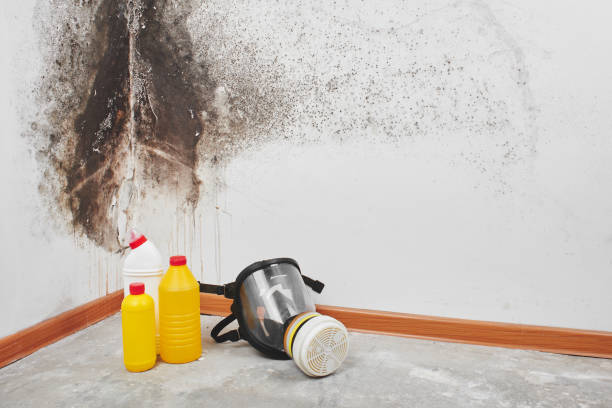 Best Toxic Mold Removal  in Mcgregor, TX