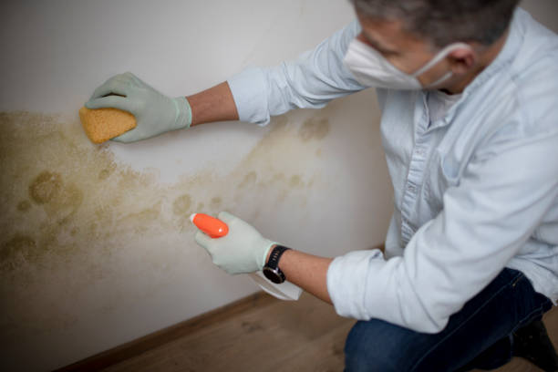 Best Certified Mold Removal  in Mcgregor, TX
