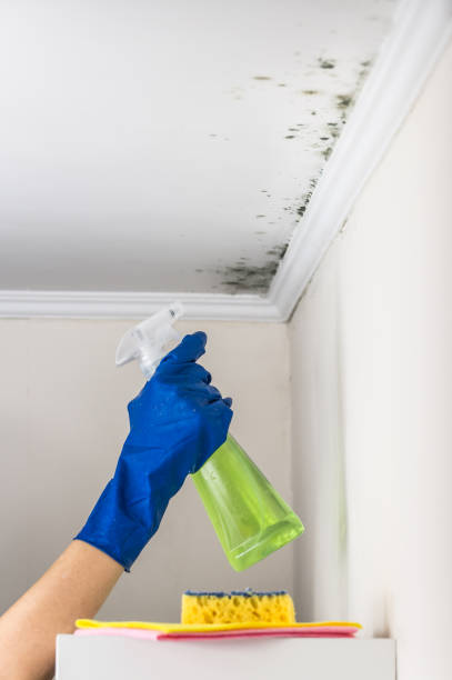 Best Best Mold Removal Companies  in Mcgregor, TX